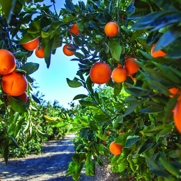 Considerations in  Financing Florida-Based Citrus  Enterprises